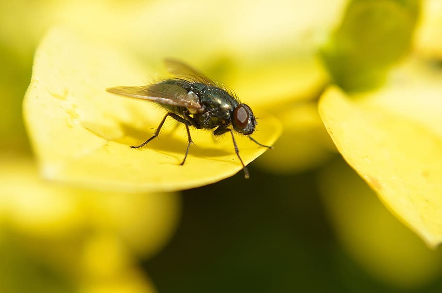 Fly, Leaf, Animal, Macro, Yellow, Insect, background, one animal HD wallpaper