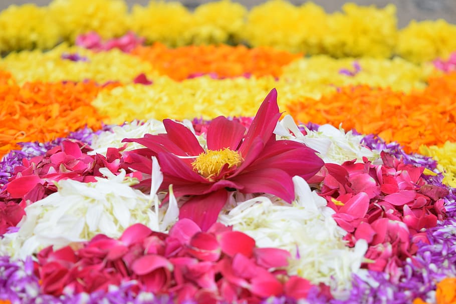 assorted flower bed, Onam, Kerala, Festival, India, traditional, HD wallpaper