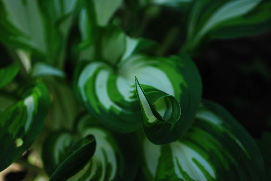 In the garden, green leaf plants close-up photo, dark, nature HD wallpaper