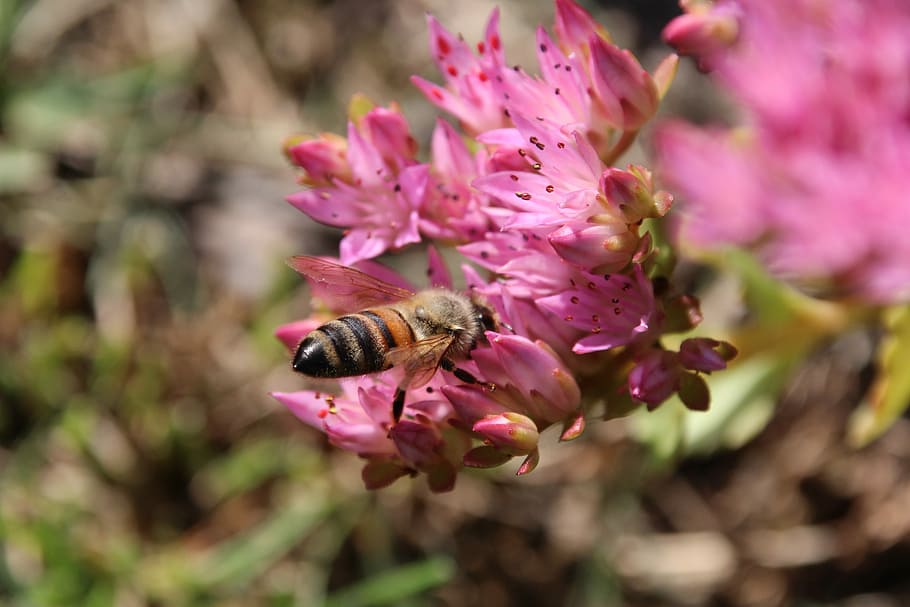 Bee, Blossom, Bloom, Pollination, insect, flower, animals in the wild HD wallpaper