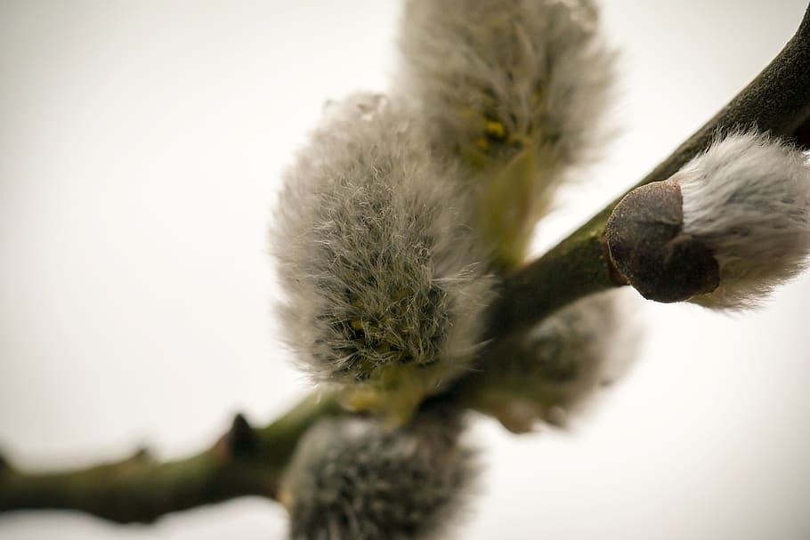 kitten, willow catkin, pasture, fluff, spring, bud, fluffy, HD wallpaper