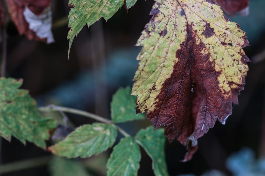 leaf, autumn, fall, nature, plant part, close-up, focus on foreground HD wallpaper