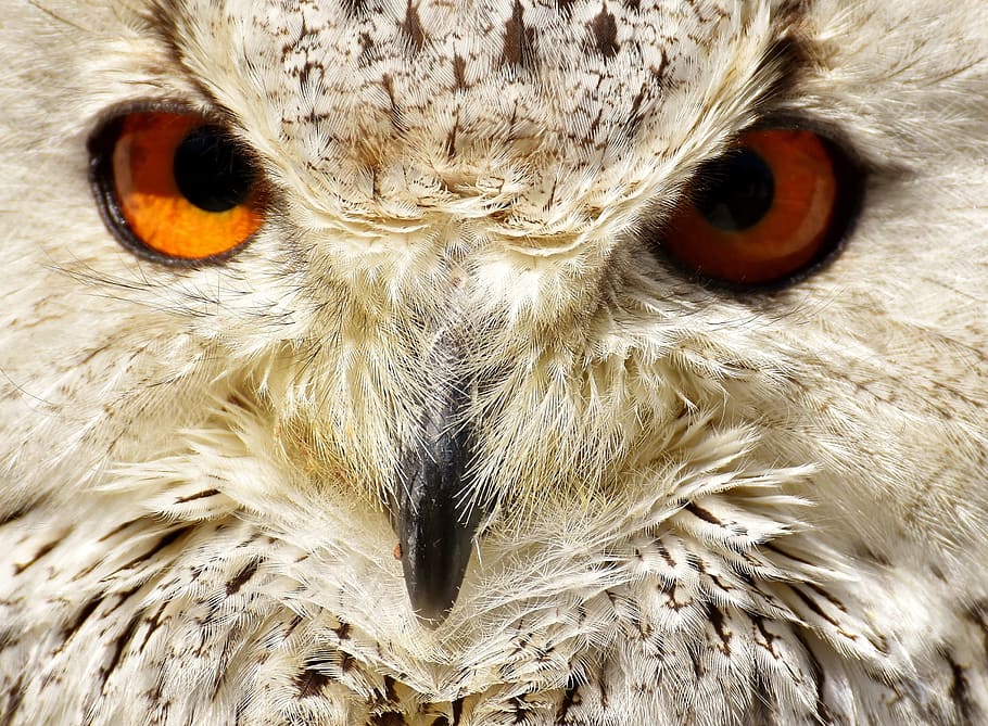 portrait photography of white and black owl, bird, feather HD wallpaper