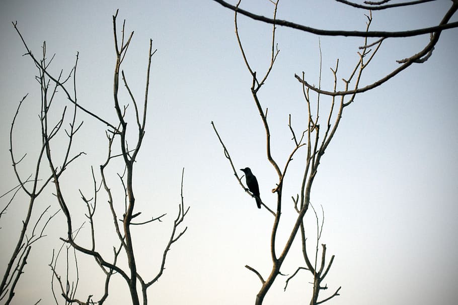 lonely, crow, barren, tree, silhouette, bird, vertebrate, branch HD wallpaper