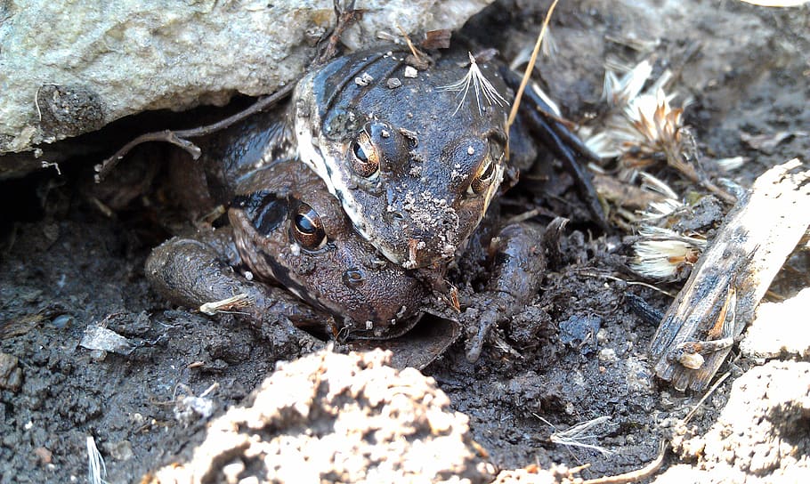 moor frogs, amplexus, amphibians, tailless, tailless amphibians HD wallpaper
