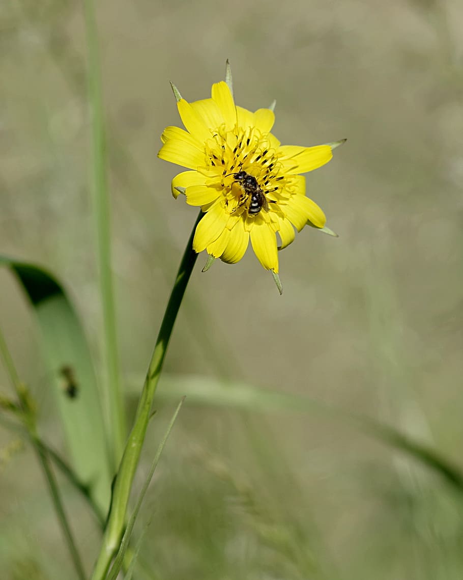 flower, bee, yellow, vertically, green, the background, meadow HD wallpaper