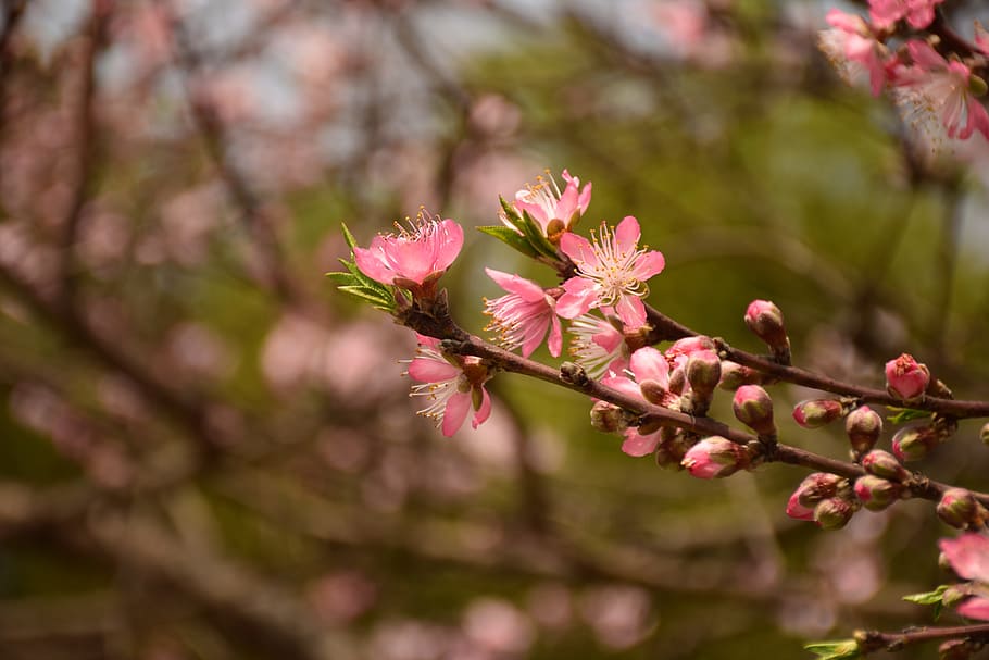 Peach Blossom, Pink, Spring, flower, pink color, springtime HD wallpaper