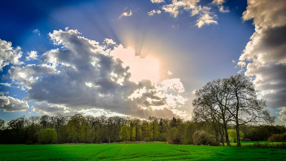 green grass under sunrise, nature, sky, tree, meadow, light HD wallpaper