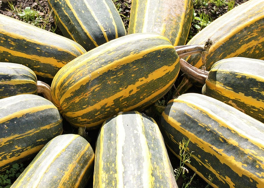 marrows, veg, vegetable, food, fresh, vegetarian, organic, cooking HD wallpaper