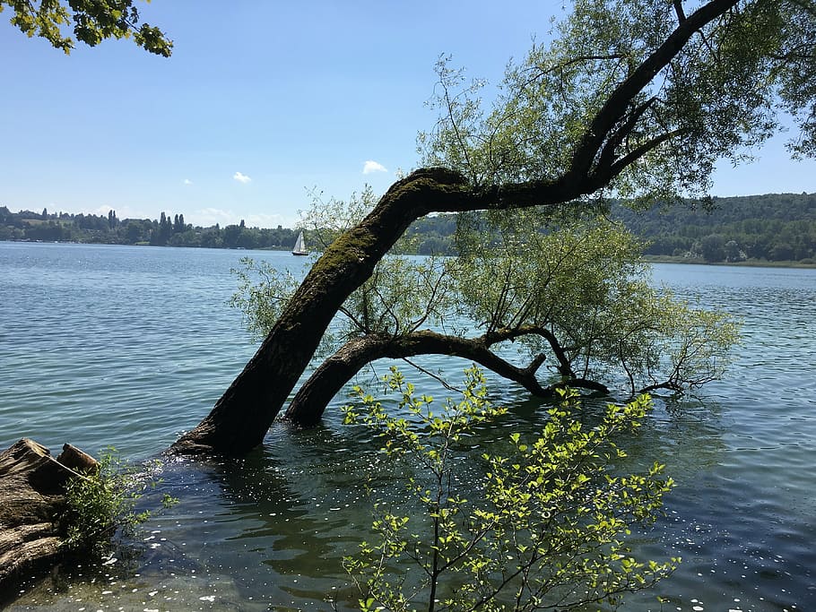 lake constance, summer, mainau, nature, tree, water, river HD wallpaper