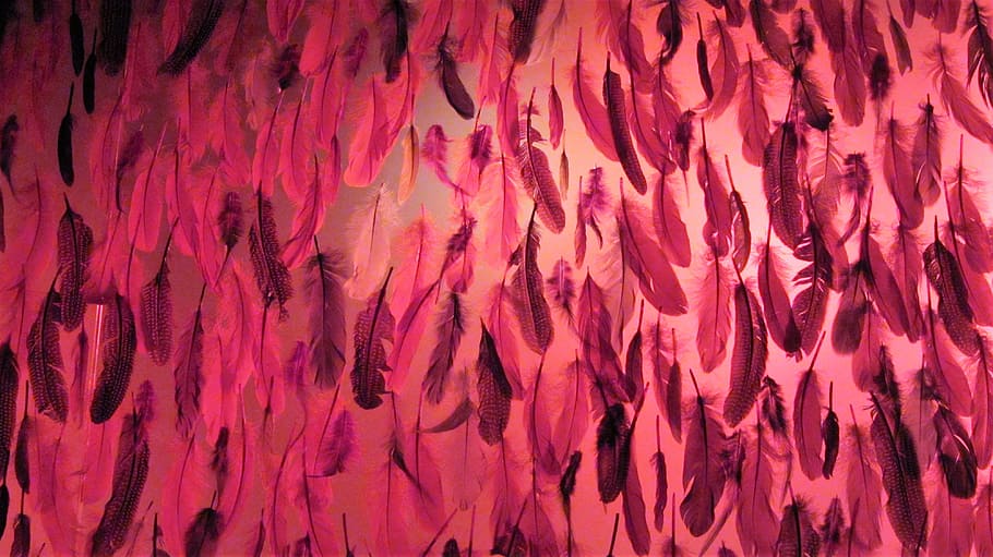 Feathers, Background, wall decoration, plumage, backgrounds HD wallpaper