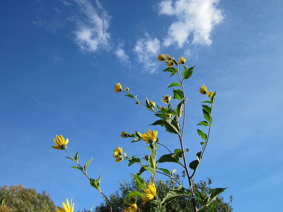 topinambus, sky, clouds, flowers, plant, greenery, flora, herbage HD wallpaper