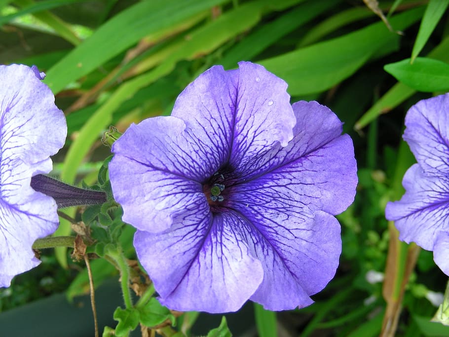 petunia, flower, purple, spring, blossom, floral, petal, bloom HD wallpaper