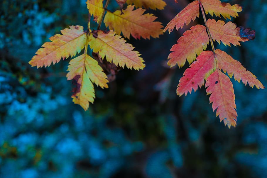 leaf, autumn leaves, tree, fall, yellow, orange, red, colourful HD wallpaper