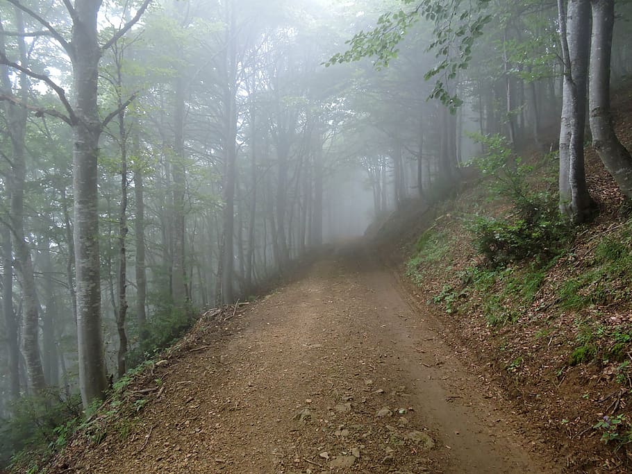 trail, forest, fog, trees, nature, mountain, plants, land, tranquility HD wallpaper