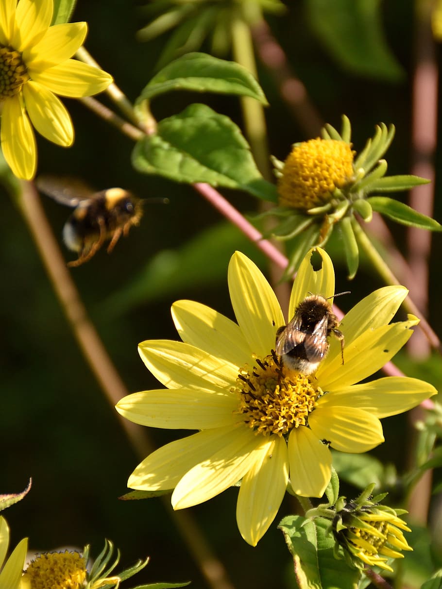 bees, blossom, bloom, close, nature, yellow, yellow flower HD wallpaper