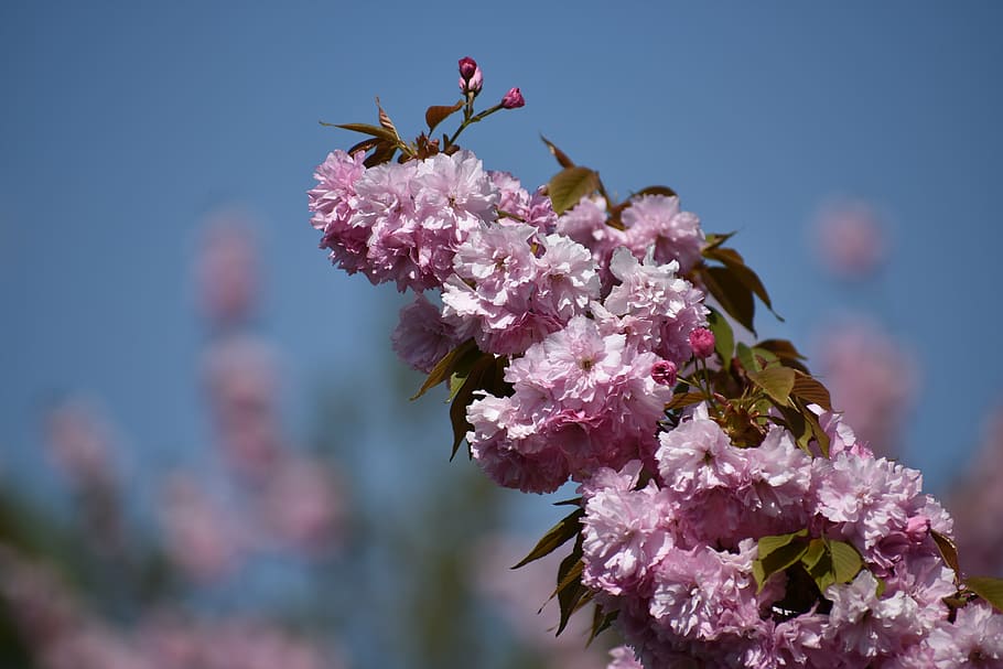 tree, blossom, spring, branch, nature, blossoming, springtime HD wallpaper