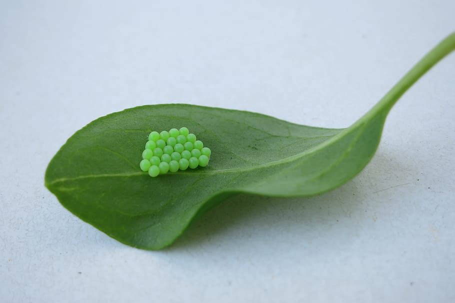 leaf, egg, green, regulation, egg tray, animal, green color HD wallpaper