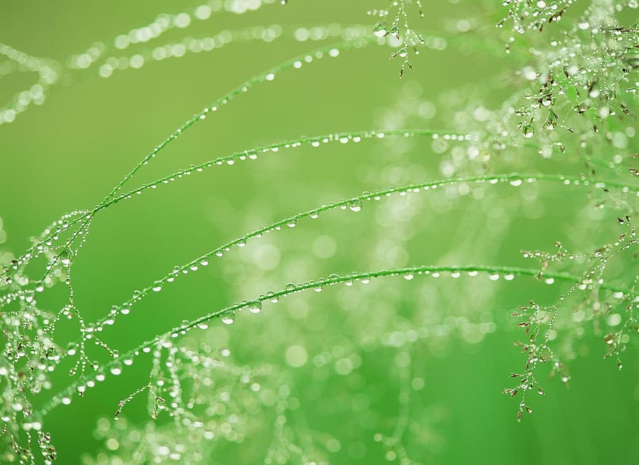 water dew on green grass, water drops, spring, nature, plant part HD wallpaper