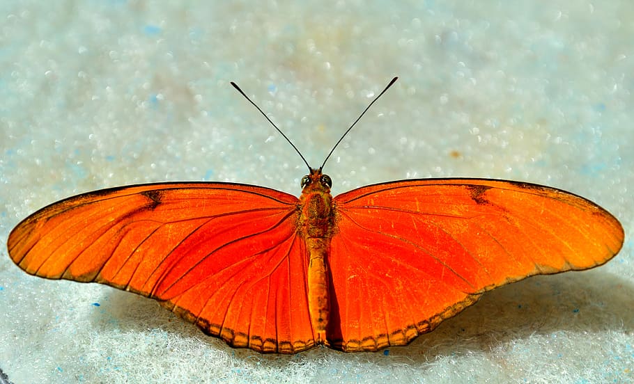 orange and red butterfly on grey surface in close-up photography HD wallpaper