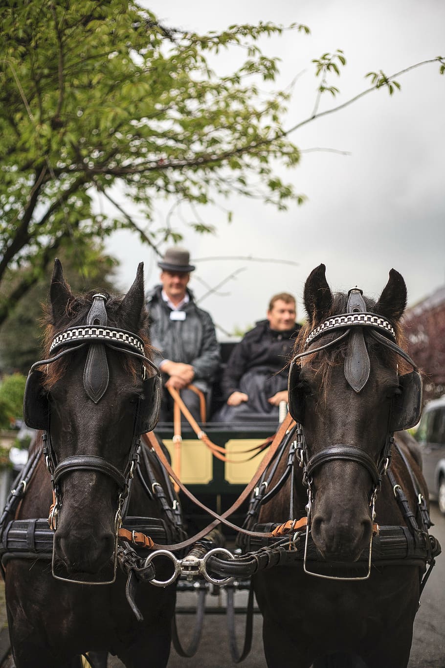 coach, horse, wagon, animal, outdoors, livestock, domestic animals HD wallpaper