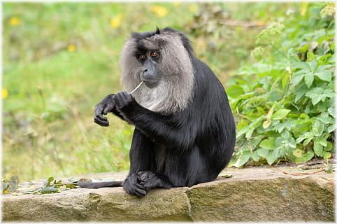 black and grey baboon closeup photo, Lion-Tailed Macaque, Macaque, Monkey HD wallpaper