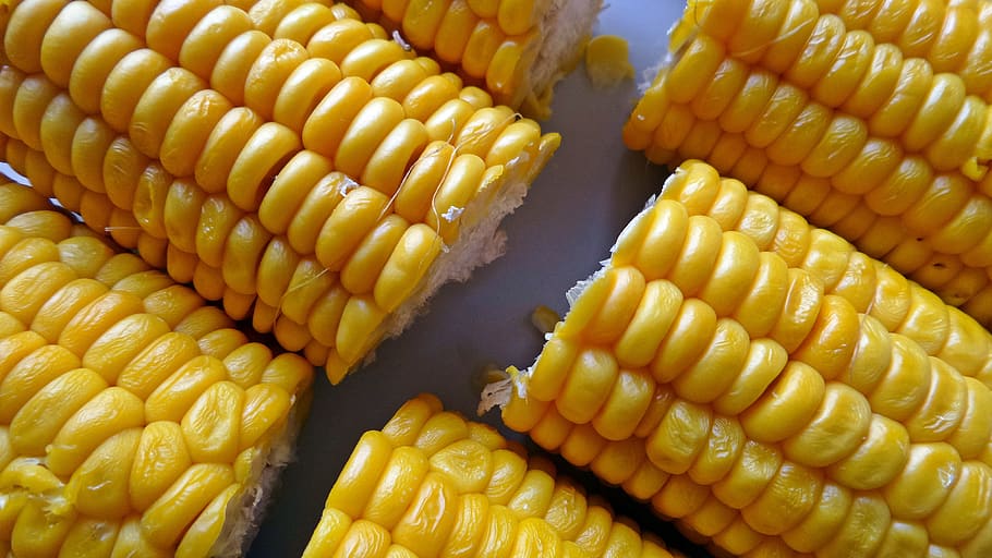 corn, food, yellow, food and drink, vegetable, freshness, wellbeing HD wallpaper