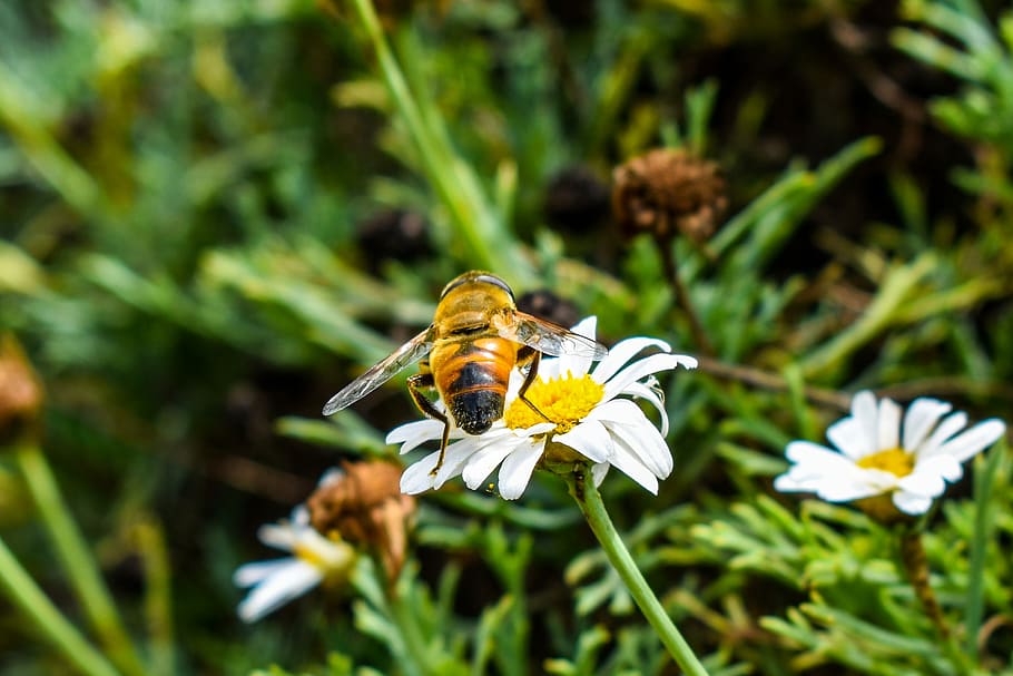 bee, nature, insect, plant, flower, flowering plant, animal wildlife HD wallpaper