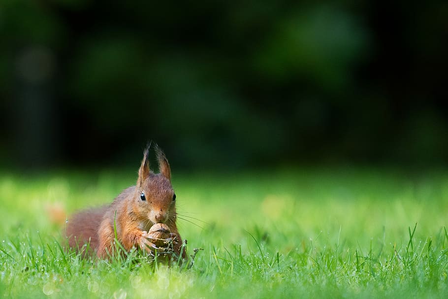 tilt-shift lens photography of brown squirrel holding nut on green grass during daytime, selective focus photography of squirrel holding nut HD wallpaper