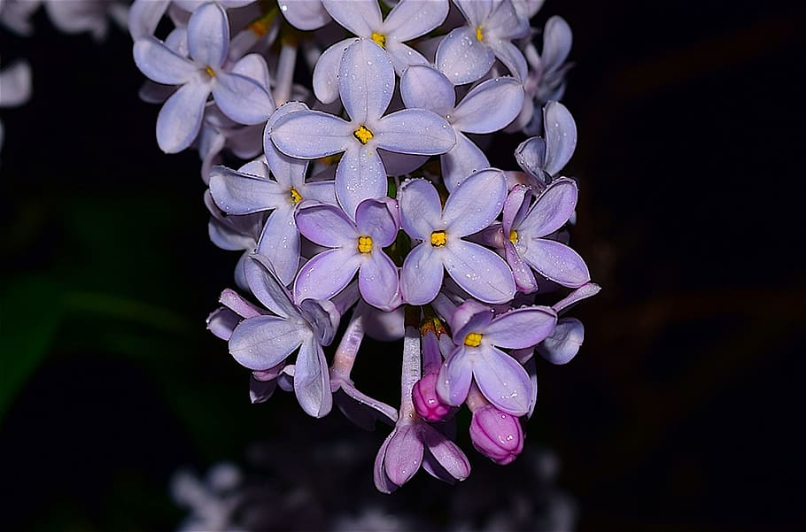 Lilac, Flower, Bloom, Spring, Pink, nature, floral, blooming HD wallpaper