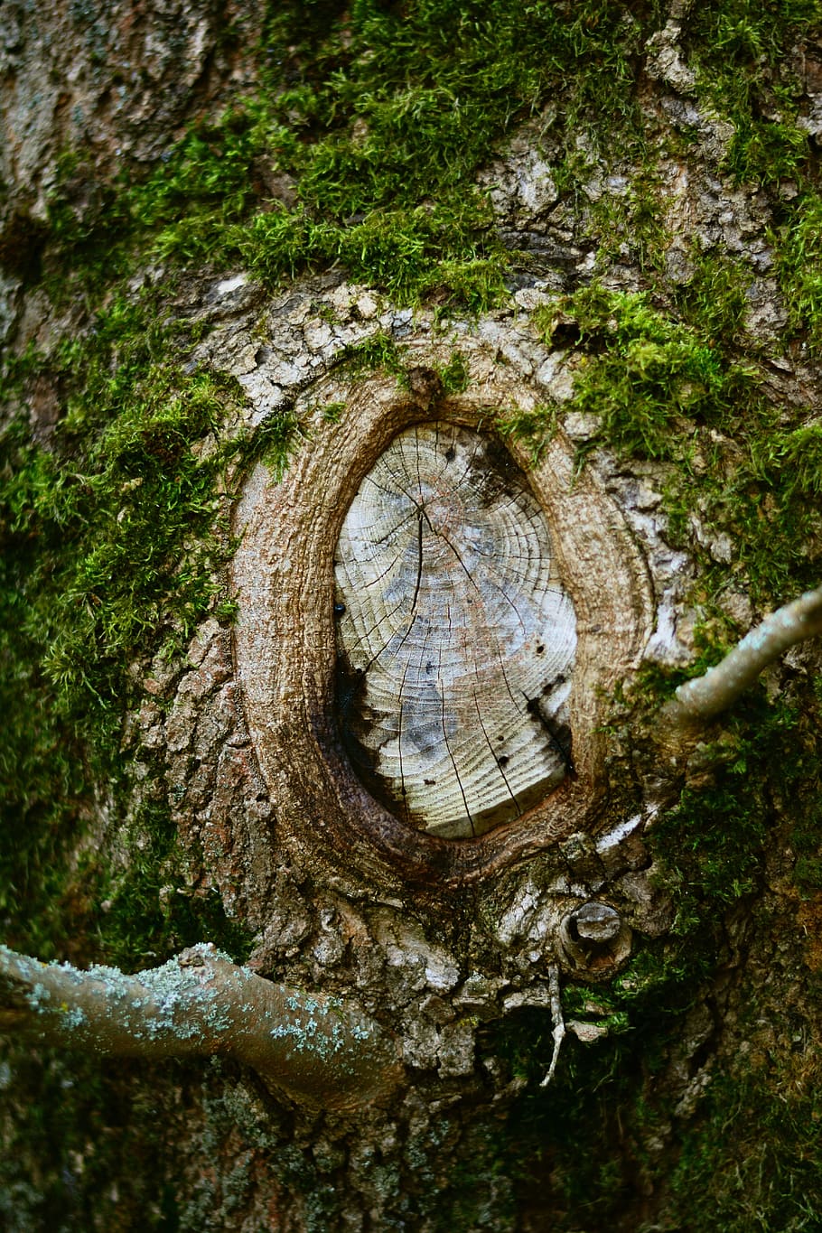 brown wood slab, tree, old tree, knothole, log, weathered, grove HD wallpaper