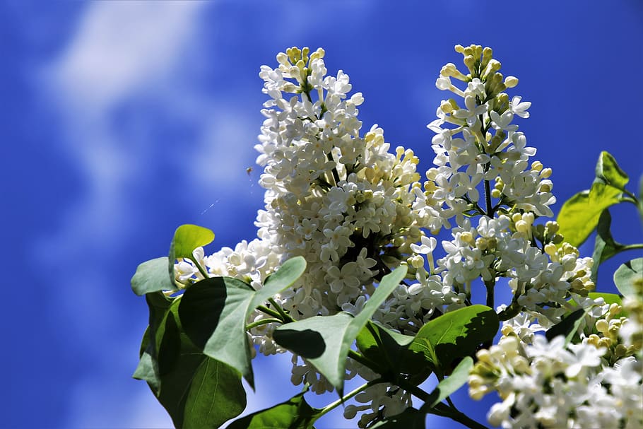without, biel, spring, sky, flower, nature, plant, season, summer HD wallpaper