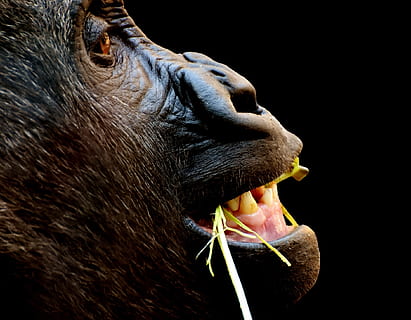 HD wallpaper: black monkey macro photography, gorilla, funny, animal, zoo,  furry | Wallpaper Flare