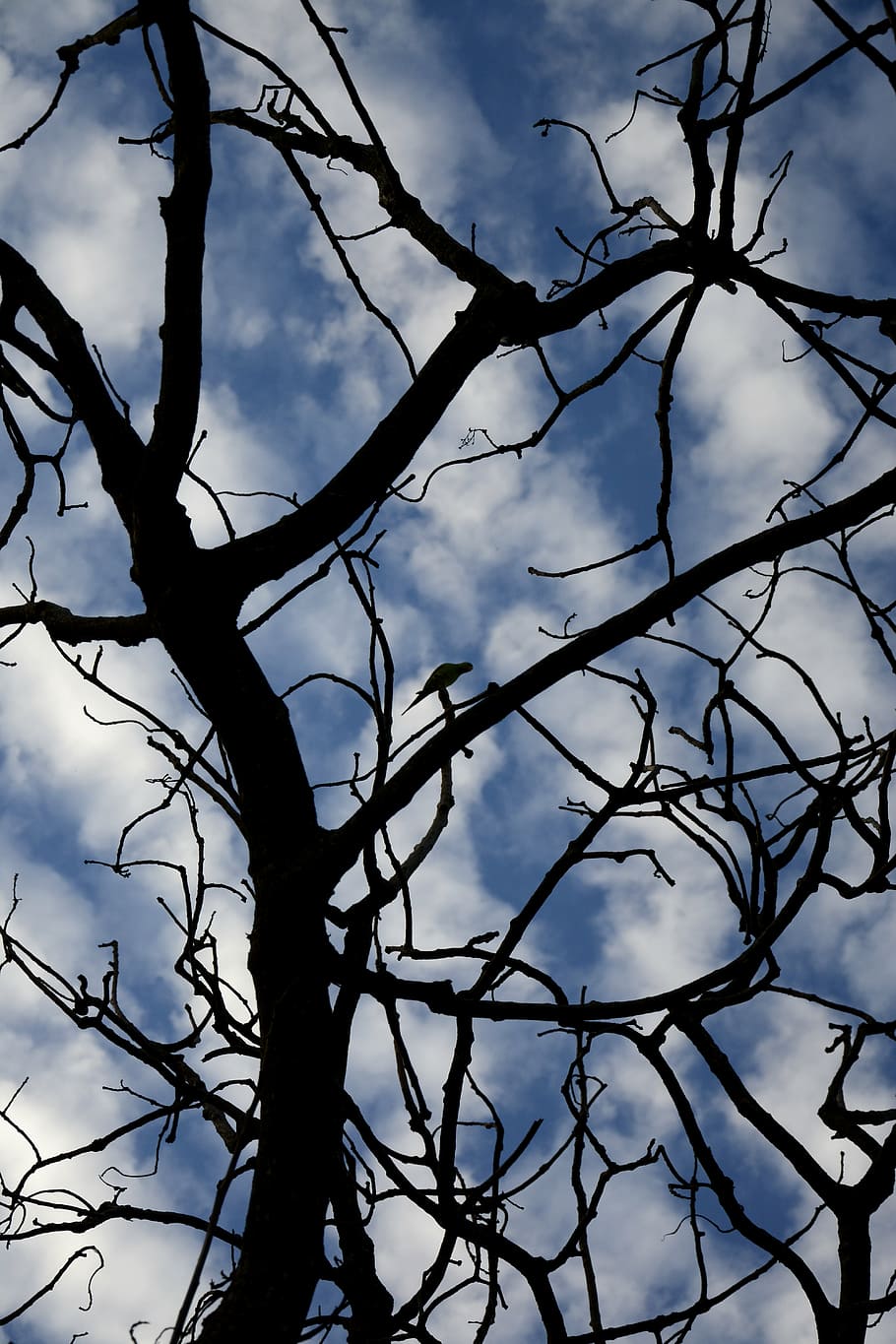tree, sky, clouds, twigs, nature, blue, old tree, landscape HD wallpaper