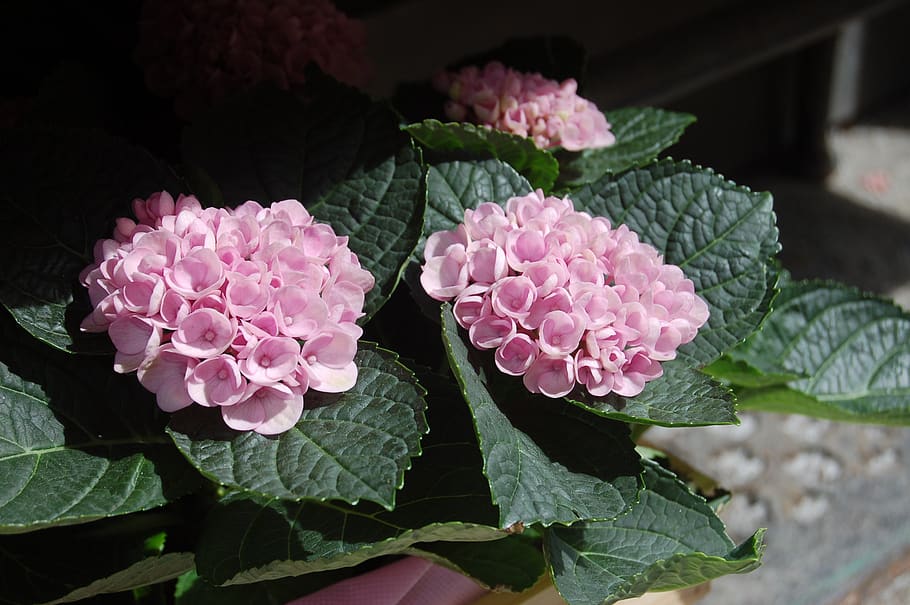 nature, flower, leaf, hydrangeas, spring, petals, flowering plant HD wallpaper