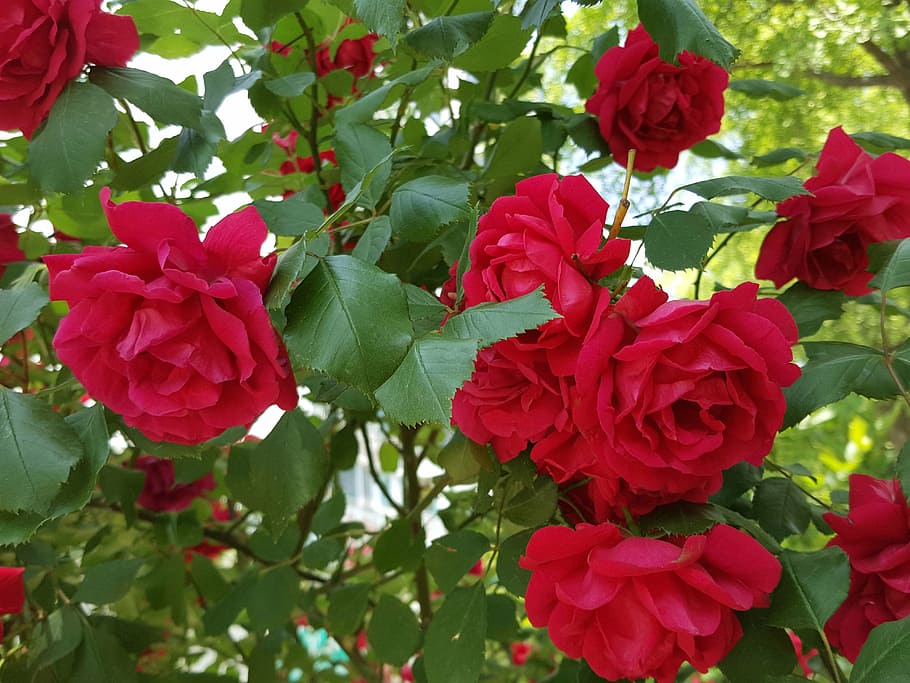 garden, rose, bright, nature, red, plant, leaf, summer, flower HD wallpaper