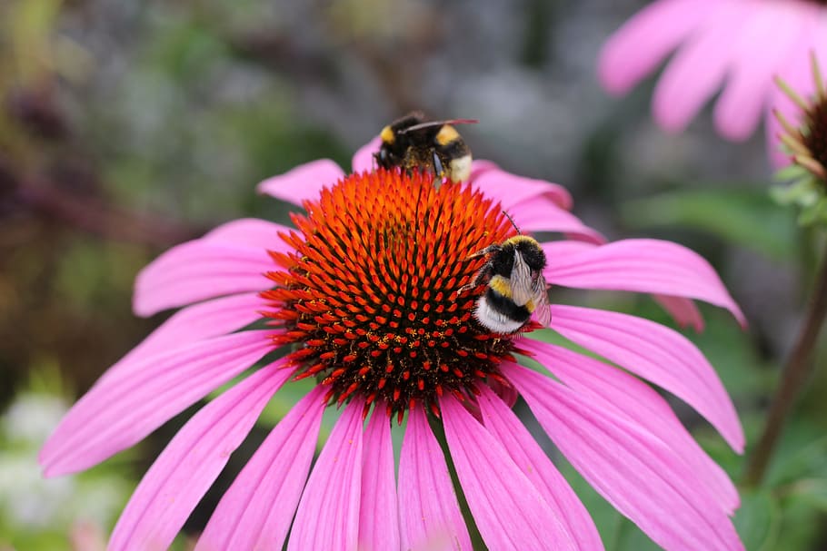 blossom, bloom, bumblebees, insect, pollination, flower, flowering plant HD wallpaper