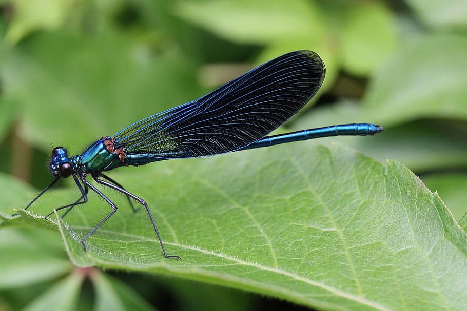selective focus photograpy black insect on green leaves, calopteryx splenderns HD wallpaper