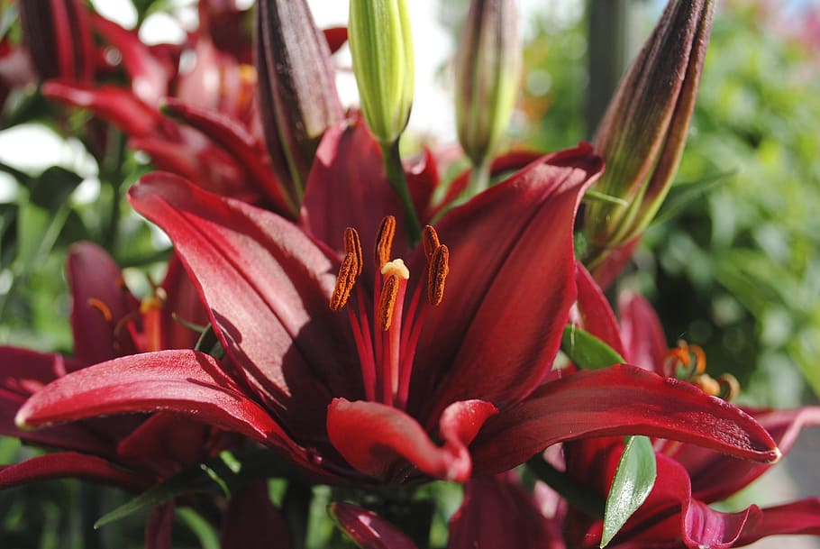 flower, iris, lily, garden, plant, flowers, nature, leaf, petal HD wallpaper