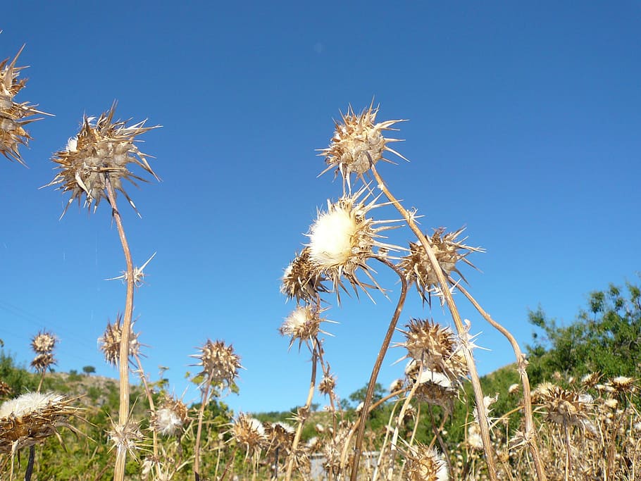 thistle, flower, dry, daba, sun, desert, withered, drought HD wallpaper