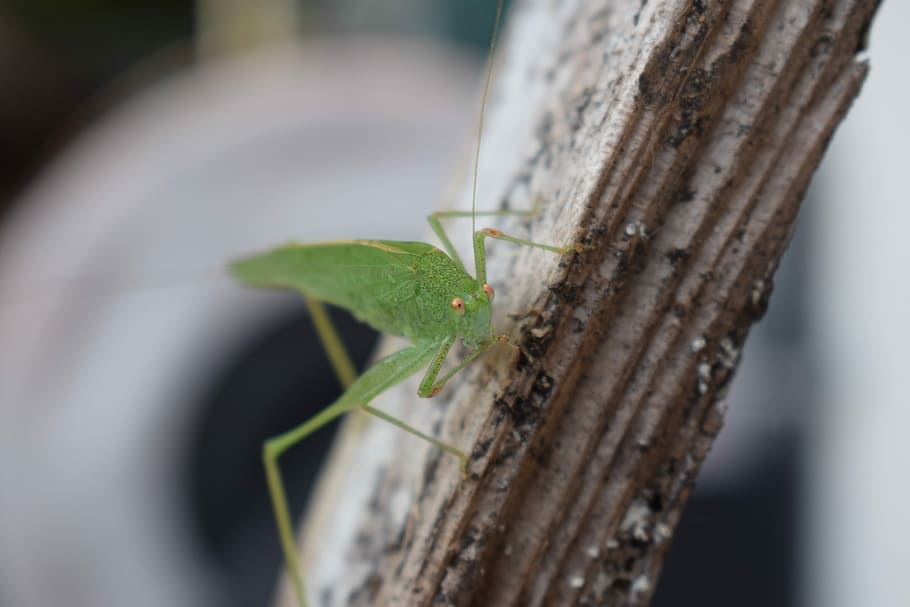 green grasshopper, insect, close up, animal wildlife, one animal HD wallpaper
