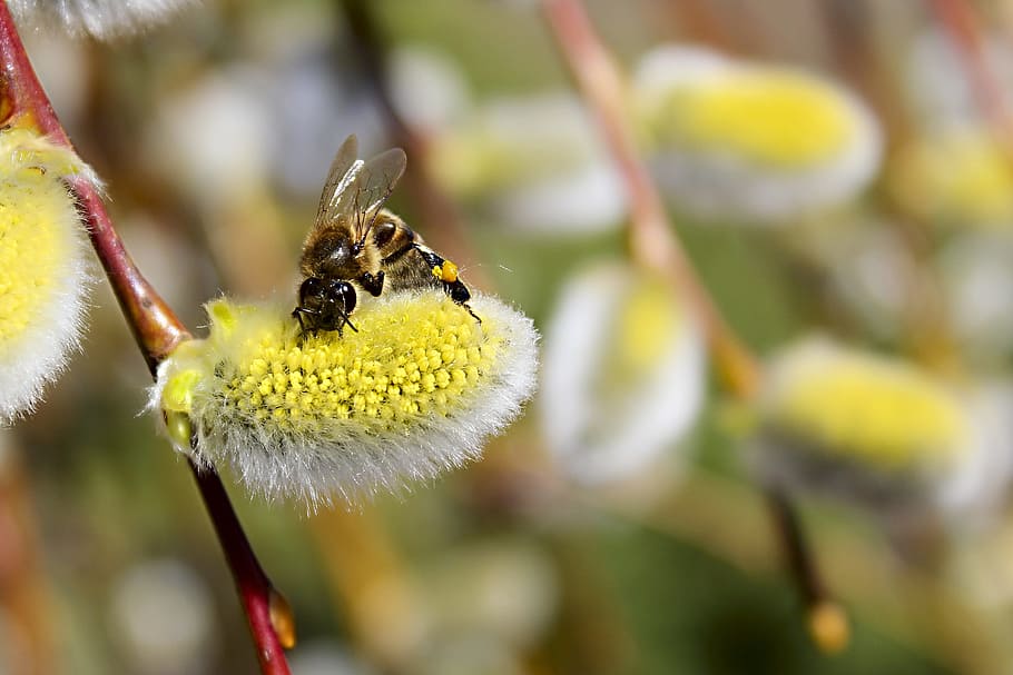 bee, spring, insect, garden, macro, bloom, flying insect, collects nectar HD wallpaper