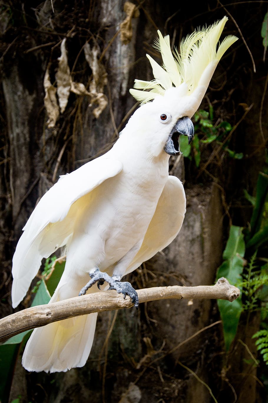 close-up photo of white cockatoo perching on branch during daytime HD wallpaper
