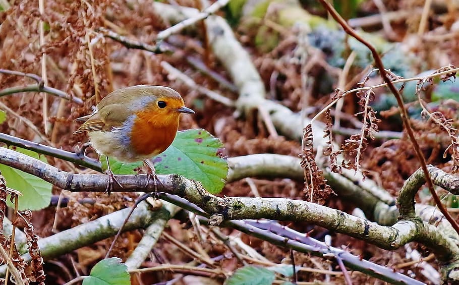 brown bird on tree brance, robin, animal, nature, wildlife, red, HD wallpaper