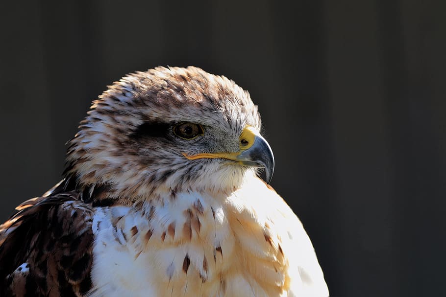 ferruginous hawk, carnivore, predator, bird, wildlife, beak HD wallpaper