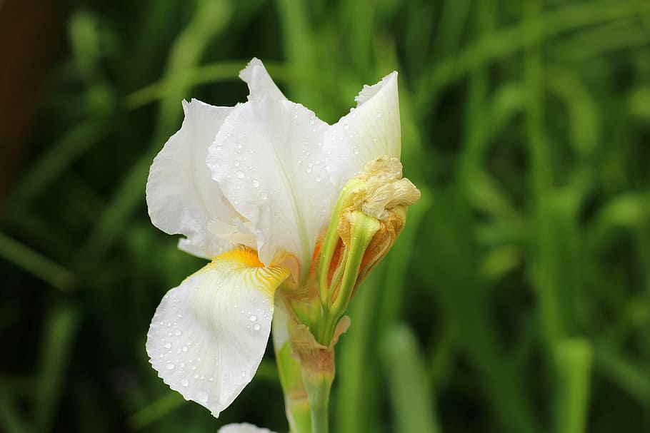white iris flower blooming at daytime, spring, white flower HD wallpaper