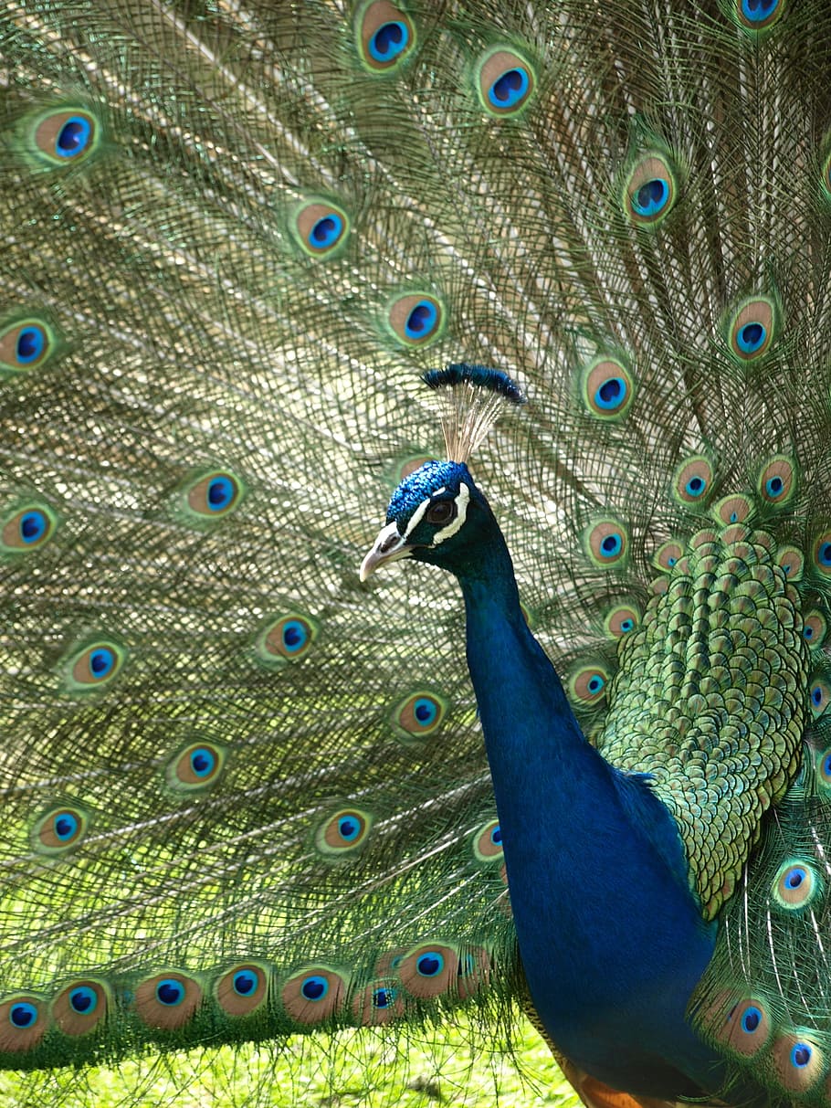 Peacock, Iridescent, blue, pavo cristatus, peacock feather, HD wallpaper