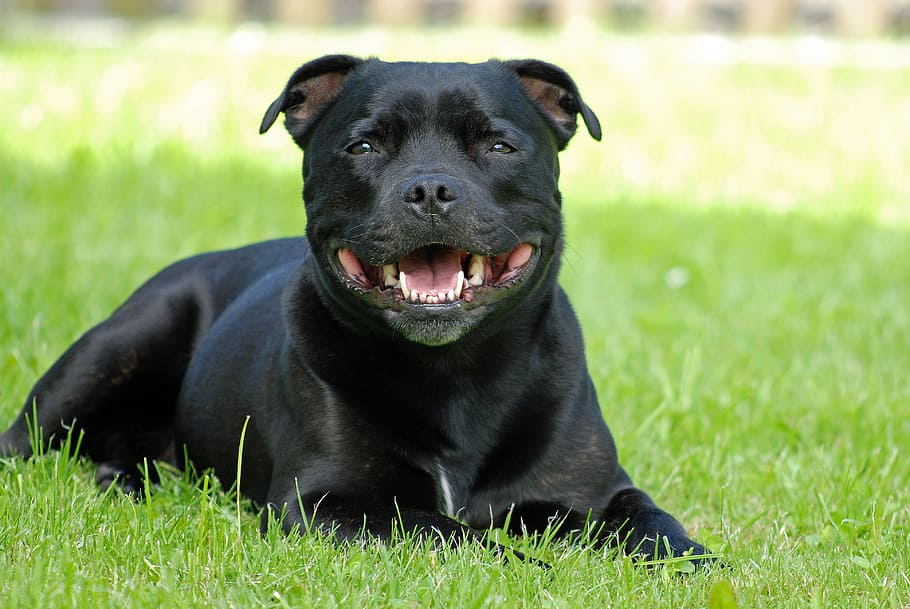 animal, dog, staffordshire-bull-terrier, attention, one animal