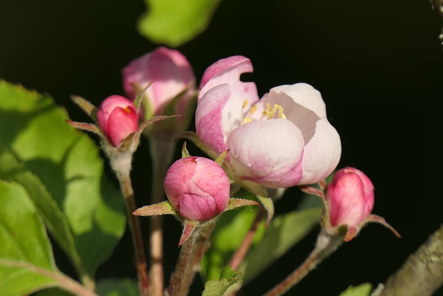 apple blossom, spring, pink, close, plant, flower, flowering plant HD wallpaper