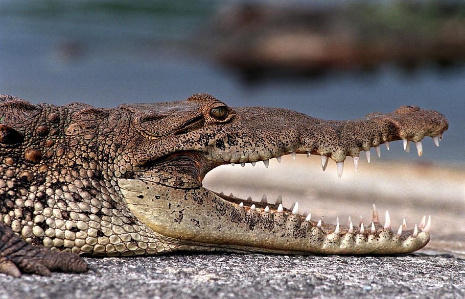 shallow focus photography of brown crocodile, profile, reptile HD wallpaper
